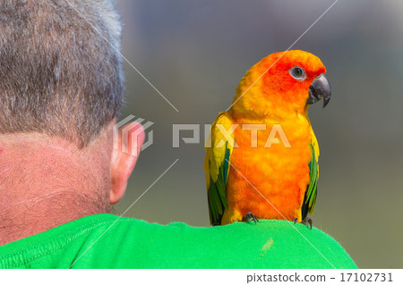 Bird Man Bird Man 17102731