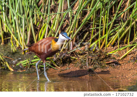 African-Jacana Bird Reeds Waters African-Jacana Bird Reeds Waters 17102732