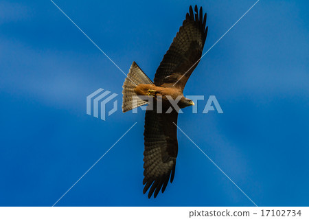 Bird Eagle Yellow-Billed-Kite Bird Eagle Yellow-Billed-Kite 17102734