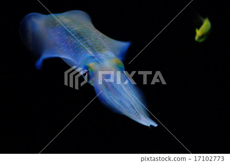 squid 17102773