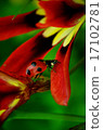 Ladybird 17102781