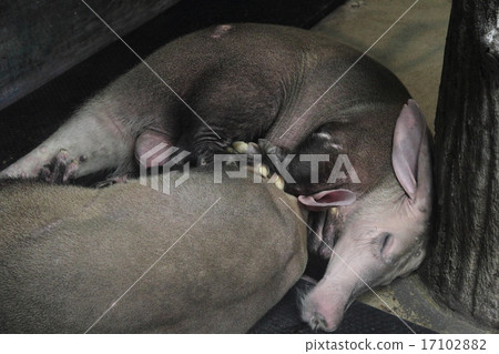 Bunch of butterflies Bunch of butterflies 17102882