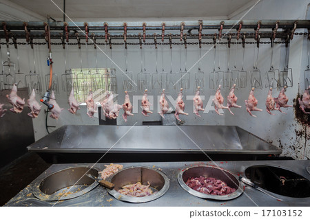 Poultry Abattoir Carcass Processing 17103152