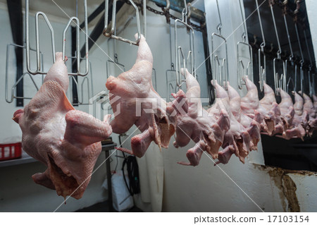 Poultry Abattoir Carcasses Poultry Abattoir Carcasses 17103154