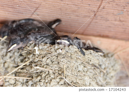 Swallow's chick 17104243