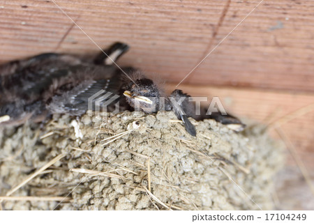 Swallow's chick 17104249
