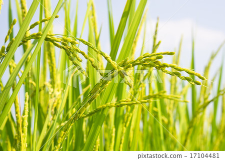 Rice field 17104481