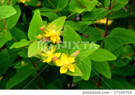 Coobboid male 17104764