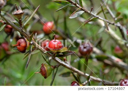 Gyo leube fruit 17104807