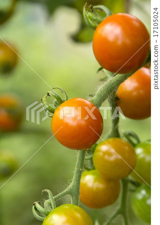 Petit tomatoes  17105024