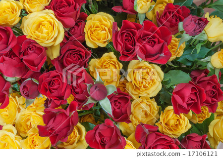 Background of roses Background of roses 17106121