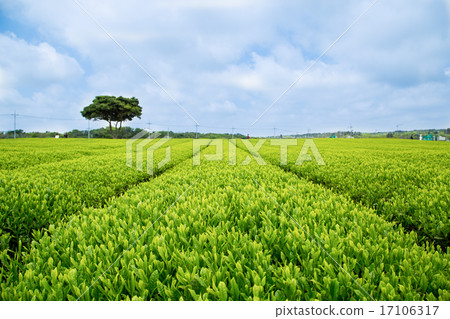 Green Tea plant Green Tea plant 17106317