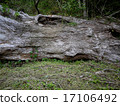 Decayed tree 17106492