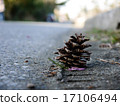 Pine cone that fell to asphalt 17106494