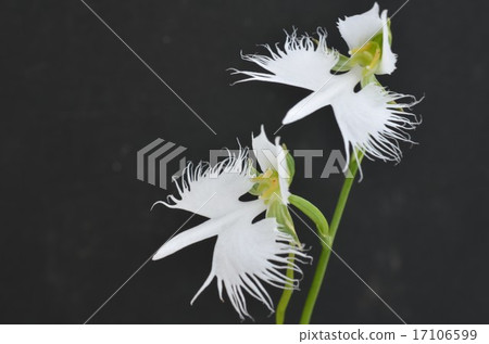 兩個農民 兩個農民 17106599