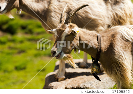 Mountain Goat with horns - Italy Mountain Goat with horns - Italy 17106845
