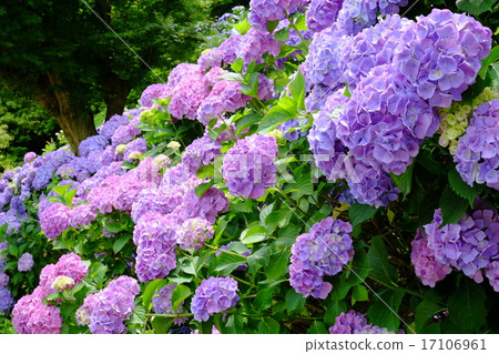 Hydrangea flower 17106961