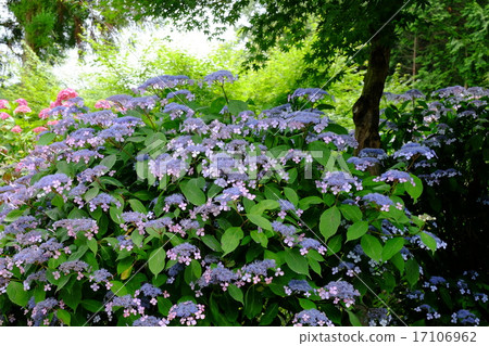 Hydrangea flower 17106962