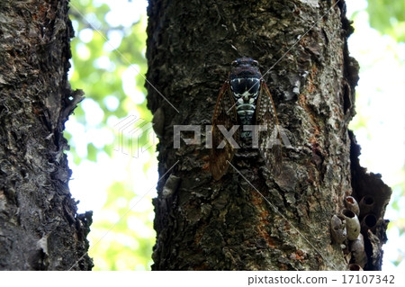 Cicada Abra Zemi Cicada Abra Zemi 17107342