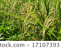 Rice 17107393