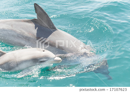 海豚的父母和孩子 17107623