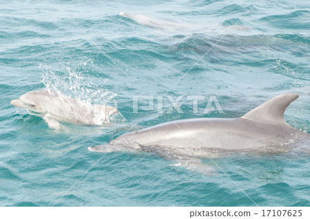 Parent and child of dolphin 17107625