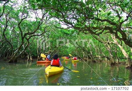 Proceed with kayak (canoe) at Amami's mangroves Proceed with kayak (canoe) at Amami's mangroves 17107702