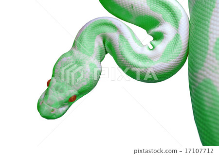 albino reticulated python isolated on white albino reticulated python isolated on white 17107712