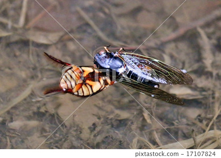 Genetropes preyed on cicadas Genetropes preyed on cicadas 17107824