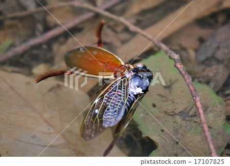 Genetropes捕食蟬 Genetropes捕食蟬 17107825