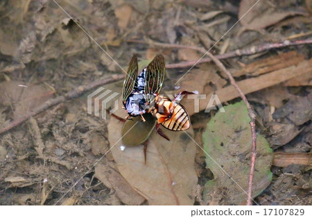Genetropes preyed on cicadas Genetropes preyed on cicadas 17107829