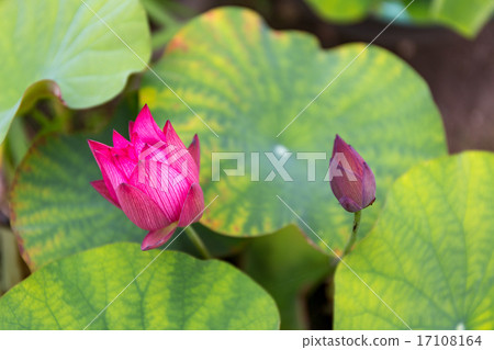 Lotus - Legend Government 17108164