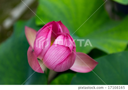 Lotus - Legend Government Lotus - Legend Government 17108165