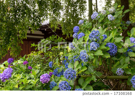 Hydrangea - law House Hydrangea - law House 17108168