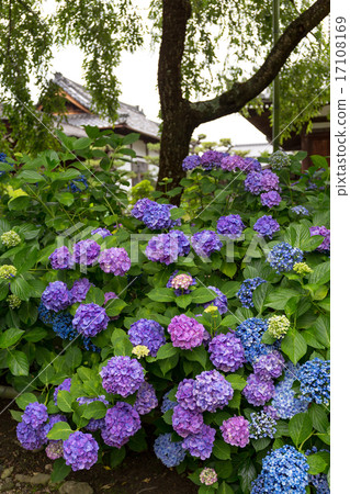 Hydrangea - law House Hydrangea - law House 17108169