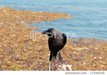 Crow on the beach 17108200