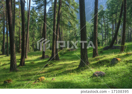 forest forest 17108395