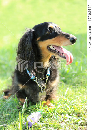 Dax breathing in a dog run♪ 17108441