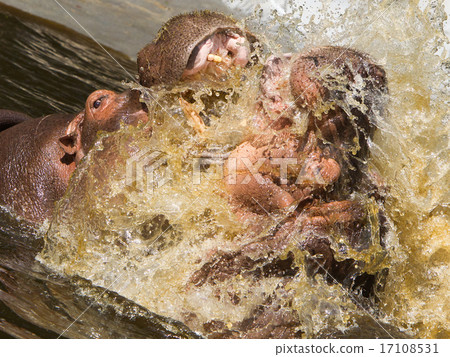 Two fighting hippos (Hippopotamus amphibius) Two fighting hippos (Hippopotamus amphibius) 17108531