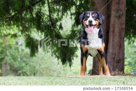 Sennenhund waiting for his boss to play with him Sennenhund waiting for his boss to play with him 17108554