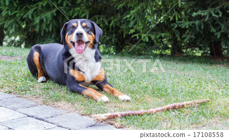 Sennenhund waiting for his boss to play with him Sennenhund waiting for his boss to play with him 17108558