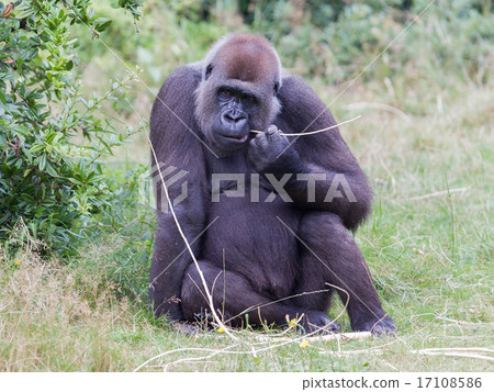 Adult gorilla resting 17108586