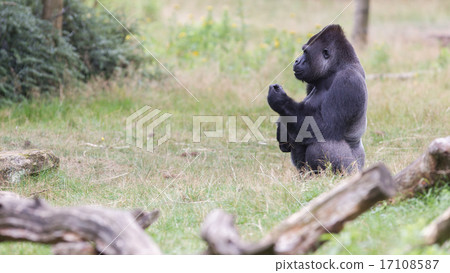 Silver backed male Gorilla Silver backed male Gorilla 17108587