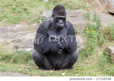 Silver backed male Gorilla Silver backed male Gorilla 17108596