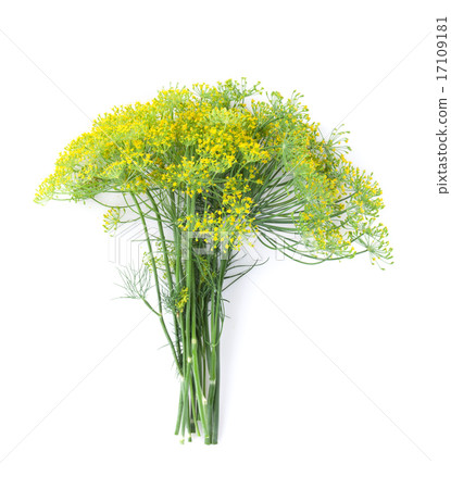 Fresh garden herbs. Blossom dill 17109181