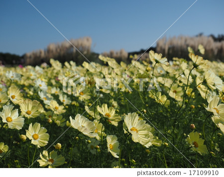 開花往天空的秋天波斯菊 17109910