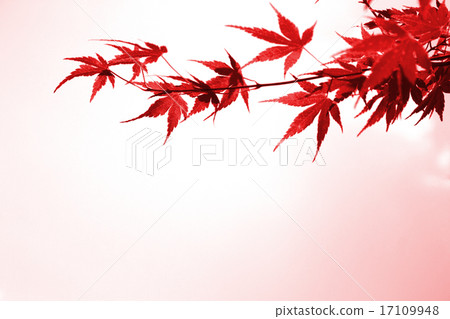 秋葉_背景材料 17109948