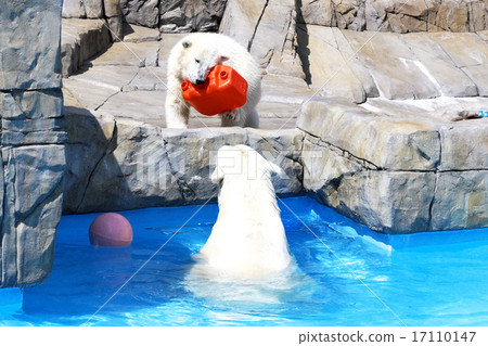 札幌丸山動物園的人氣是北極熊 17110147