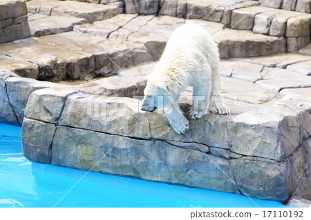 The popular people of Sapporo Maruyama Zoo are Polar Bears The popular people of Sapporo Maruyama Zoo are Polar Bears 17110192