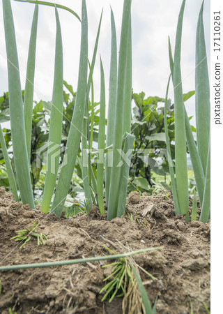 Green onion Green onion 17110261
